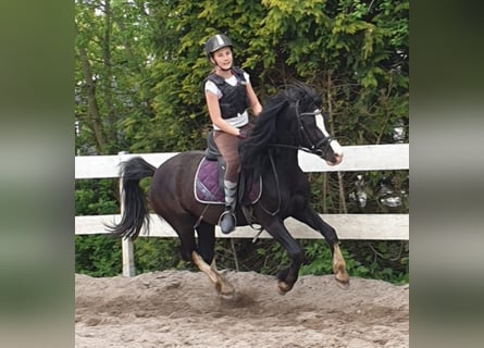 Galés-C, Caballo castrado, 9 años, 137 cm, Negro