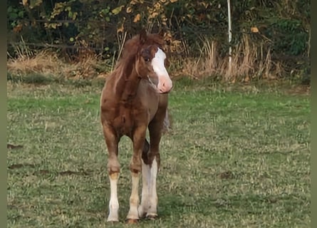 Galés-C, Semental, Potro (05/2026), 140 cm, Alazán