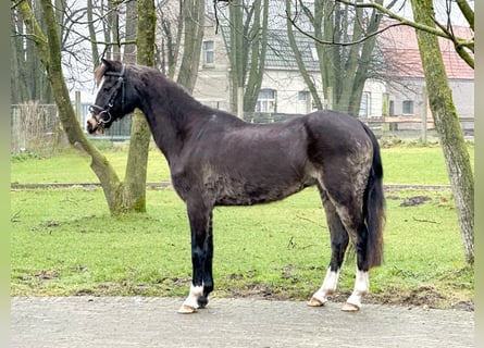 Galés-C, Yegua, 26 años, 131 cm, Castaño oscuro