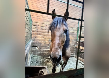 Galés-C Mestizo, Yegua, 5 años, 135 cm, Castaño