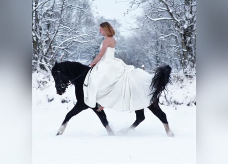 Galés-C, Yegua, 7 años, 135 cm, Negro
