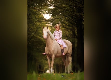 Galés-C, Yegua, 9 años, 134 cm, Palomino