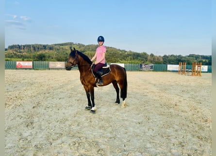 Galés-C, Yegua, 9 años, 138 cm, Castaño oscuro