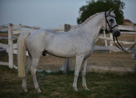 Galés-D, Caballo castrado, 10 años, 145 cm, Tordo