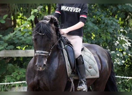 Galés-D, Caballo castrado, 12 años, 147 cm, Negro