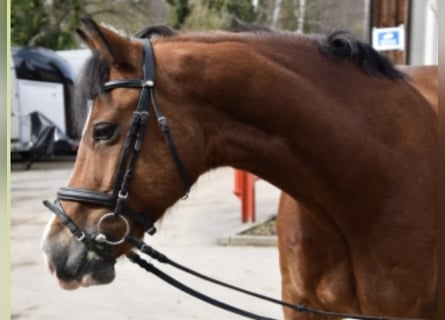 Galés-D, Caballo castrado, 12 años, 155 cm, Castaño