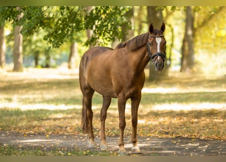 Galés-D, Caballo castrado, 14 años, 145 cm, Alazán-tostado