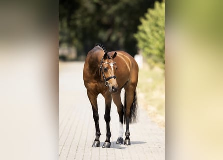 Galés-D, Caballo castrado, 15 años, 148 cm, Castaño rojizo