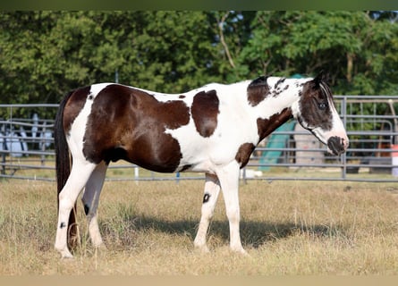 Galés-D, Caballo castrado, 17 años, 137 cm, Pío
