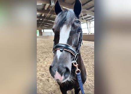 Galés-D, Caballo castrado, 19 años, 146 cm, Negro