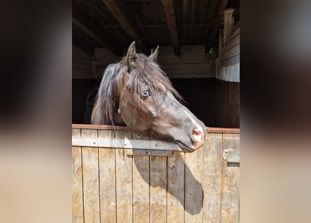 Galés-D, Caballo castrado, 3 años, 145 cm, Negro