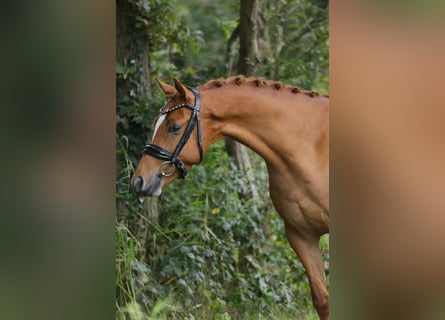 Galés-D, Caballo castrado, 3 años, 147 cm, Alazán