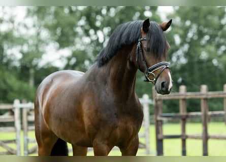 Galés-D, Caballo castrado, 4 años, 146 cm, Castaño