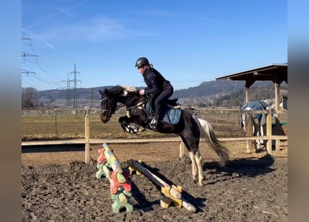 Galés-D, Caballo castrado, 5 años, 138 cm, Pío