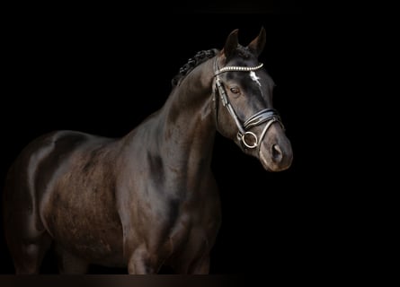Galés-D, Caballo castrado, 5 años, 145 cm, Negro