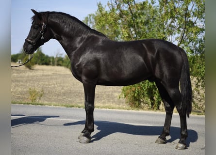 Galés-D, Caballo castrado, 6 años, 145 cm, Negro