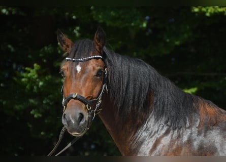 Galés-D, Caballo castrado, 6 años, 148 cm, Castaño oscuro
