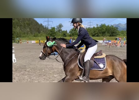 Galés-D, Caballo castrado, 8 años, 145 cm, Castaño oscuro