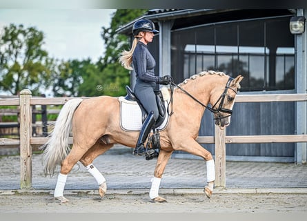 Galés-D, Caballo castrado, 9 años, 145 cm, Palomino