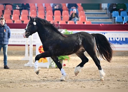 Galés-D, Semental, 3 años, 147 cm, Castaño oscuro