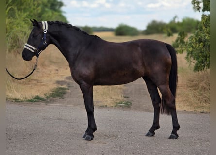 Galés-D, Yegua, 4 años, 138 cm, Negro