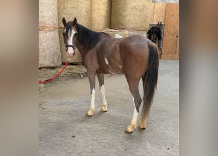 Galés-D, Yegua, 4 años, 142 cm