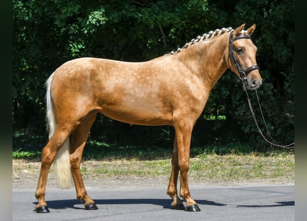 Galés-D, Yegua, 5 años, 142 cm, Palomino
