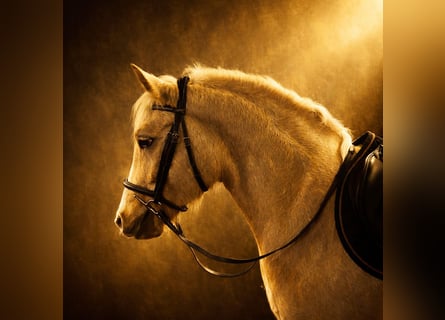 Galés-D, Yegua, 5 años, 147 cm, Palomino