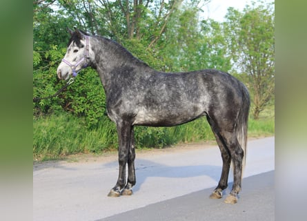 Galés-D, Yegua, 6 años, 142 cm, Tordo