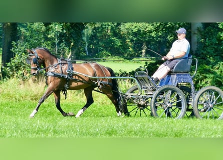 Galés-PB, Caballo castrado, 14 años, 145 cm, Castaño