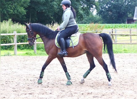 Galés-PB, Caballo castrado, 14 años, 147 cm, Castaño