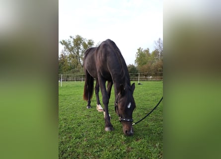 Galés-PB, Caballo castrado, 2 años, 155 cm, Castaño oscuro