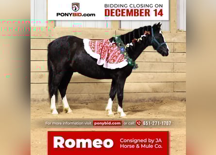 Galés-PB Mestizo, Caballo castrado, 9 años, 137 cm, Negro