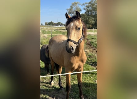 Galés-PB, Semental, 2 años, 145 cm, Buckskin/Bayo