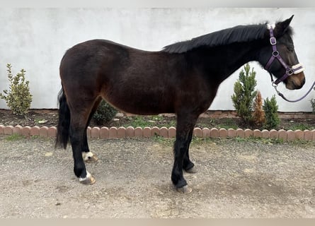 Galés-PB, Yegua, 8 años, 140 cm, Castaño