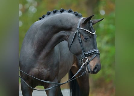 Oldenburger, Hengst, 3 Jahre, 167 cm, Dunkelbrauner