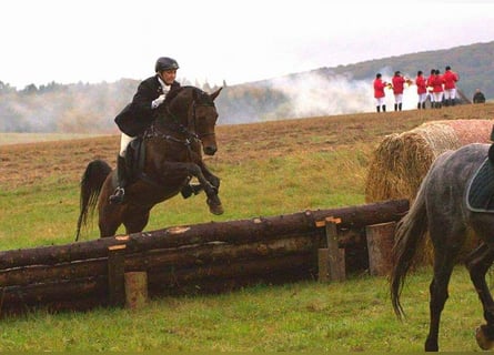Gelände- und ehemalige Jagdreiterin sucht Reitbeteiligung