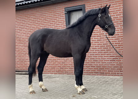 Gelderländer, Hengst, 3 Jahre, 169 cm, Rappe