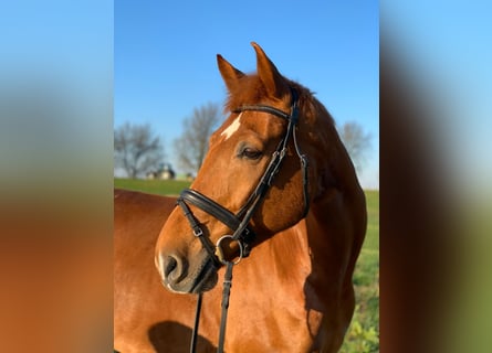 Gelderland, Caballo castrado, 14 años, 169 cm, Alazán