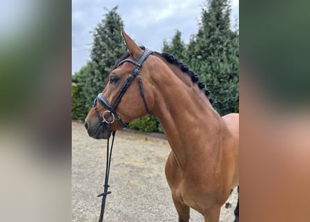 Gelderland, Caballo castrado, 6 años, 170 cm, Castaño