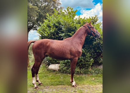 Gelderland, Gelding, 3 years, 16,2 hh, Chestnut-Red
