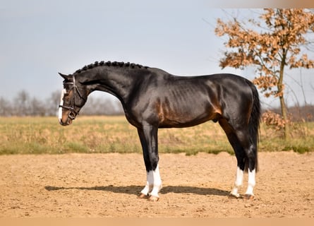 Gelderland, Gelding, 8 years, 16.1 hh, Smoky-Black