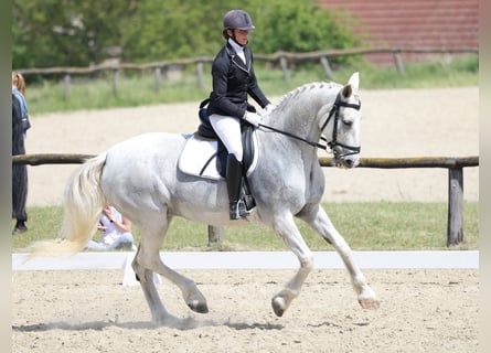 Gelderland, Jument, 14 Ans, 173 cm, Gris