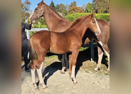 Gelderland, Mare, 1 year, 16,2 hh, Chestnut-Red