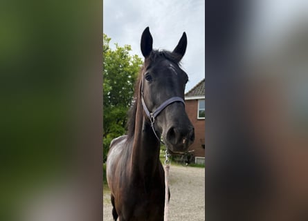 Gelderlander, Giumenta, 4 Anni, 163 cm, Morello