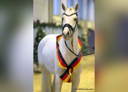 Pony tedesco, Stallone, 11 Anni, 148 cm, Palomino
