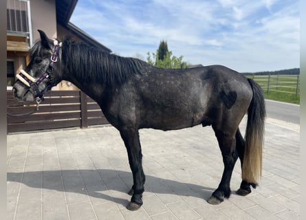 German Classic Pony, Gelding, 4 years, 13.1 hh