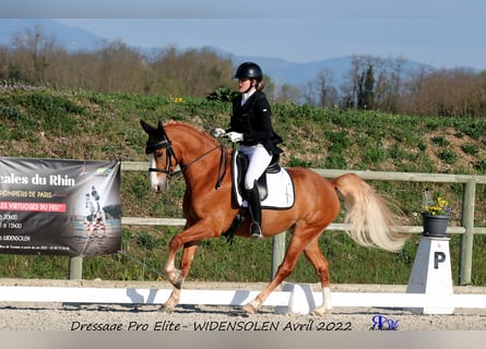 German Classic Pony, Gelding, 6 years, 14.2 hh, Chestnut-Red