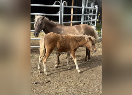 German Classic Pony, Mare, Foal (05/2023), 10.2 hh, Chestnut