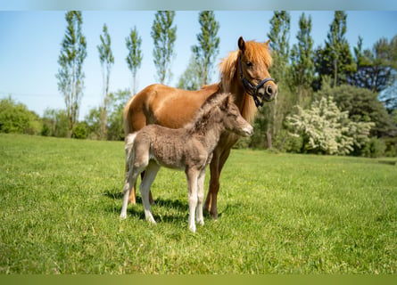 German Classic Pony, Stallion, Foal (03/2026), 10.2 hh, Bay-Dark